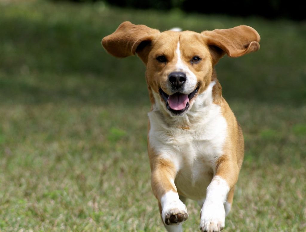 cachorro-correndo