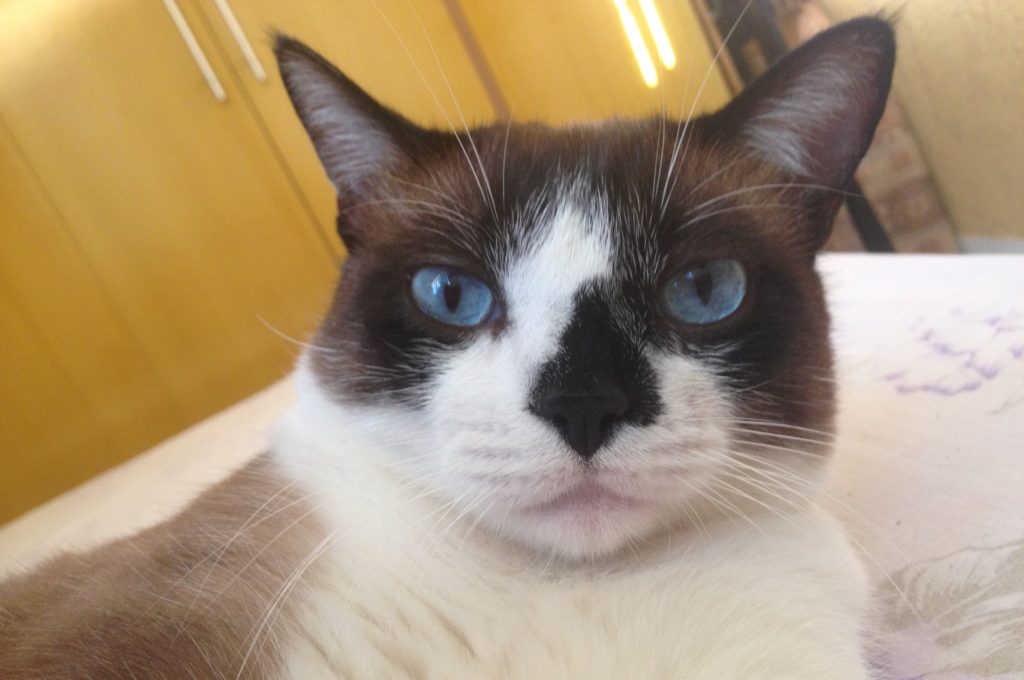 mimi2