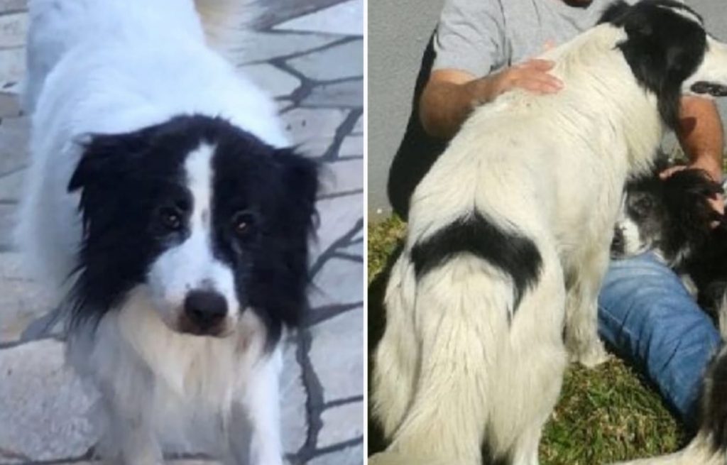 cachorro-desaparecido-guarapuava