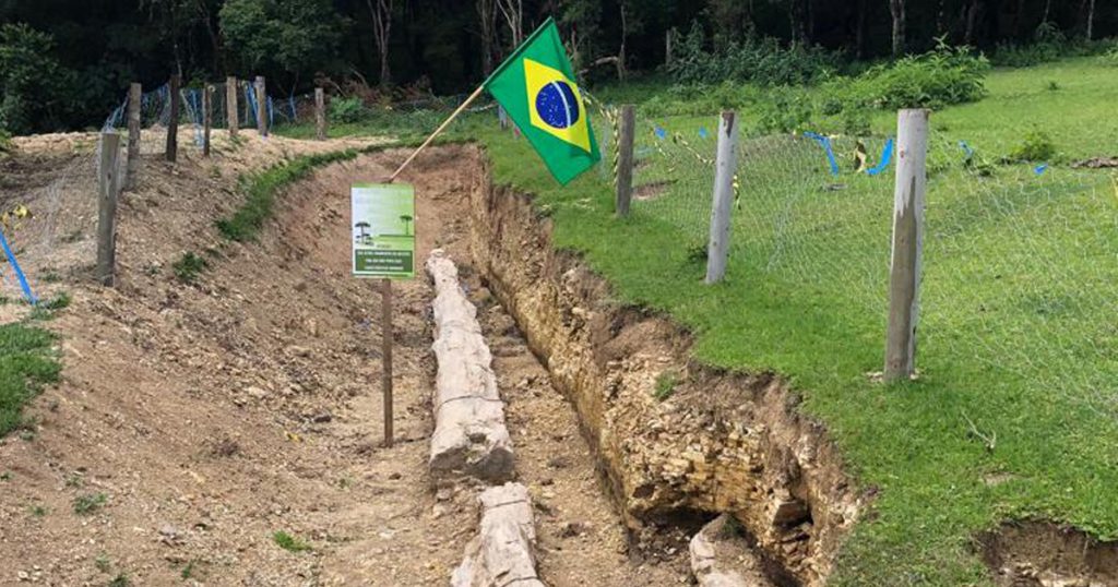 pinheiro-de-pedra-2