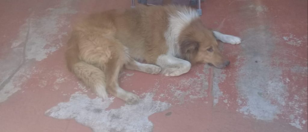 cachorro