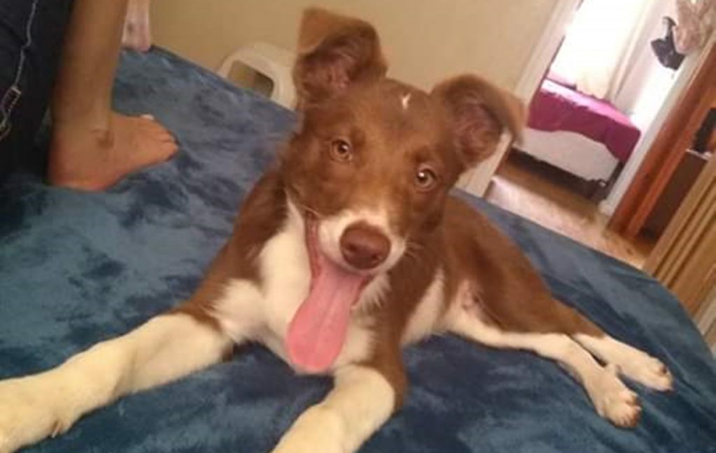 Jack tem apenas cinco meses e desapareceu na tarde dessa quarta (16) (Foto: Arquivo familiar)