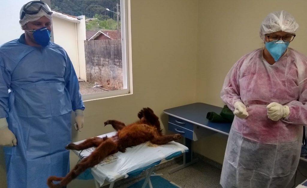 macaco-bigio-encontrado-em-bituruna