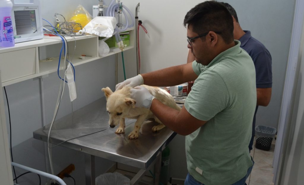 cachorrinho