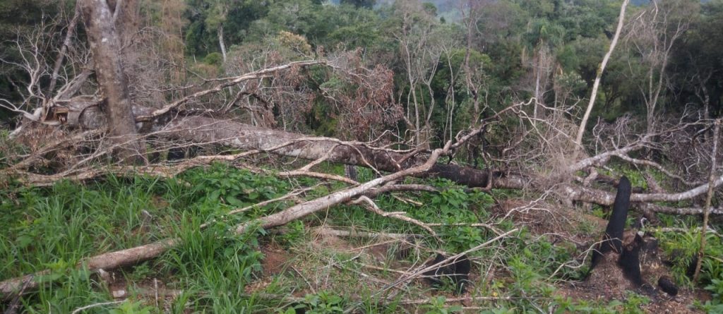 Polícia Ambiental multa proprietário em R$ 21 mil em Pinhão (Foto: Polícia Militar)