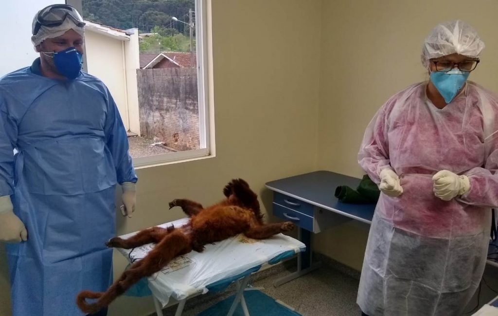 macaco bigio encontrado em bituruna em outubro de 2019 (foto ilustrativa)