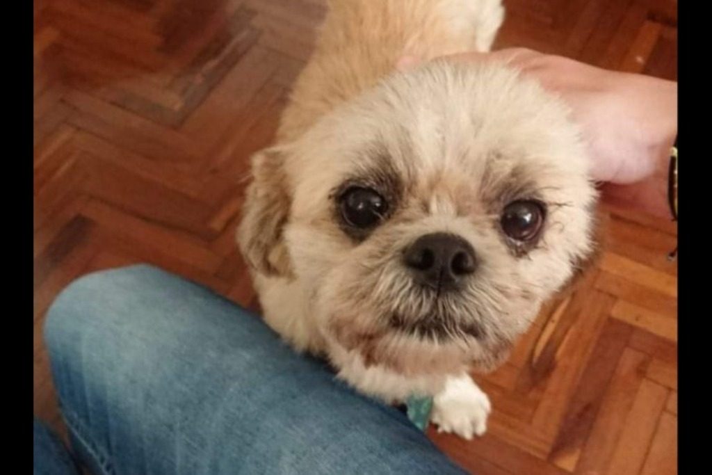 Tobi é um cãozinho já idoso (Foto: Arquivo Pessoal)