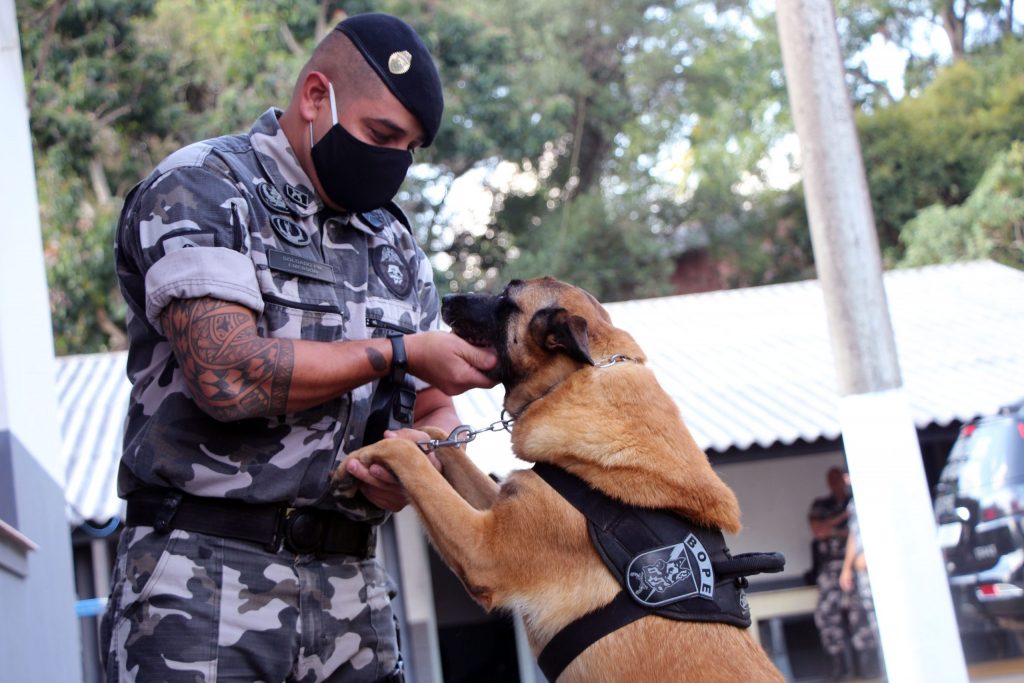 Lótus, Kira e Loba, cães de faro do BOPE se aposentam (Foto: Reprodução/Plantão 190)