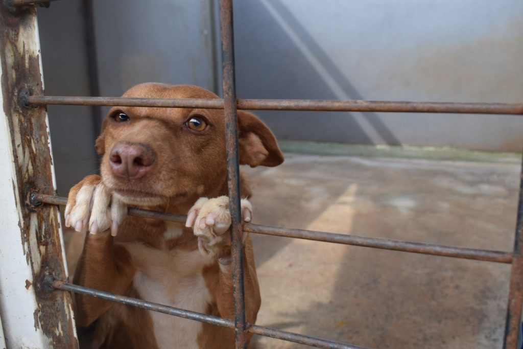 Cachorros são encontrados desnutridos e PM é acionada em LS (Foto: Secom/Prefeitura de Guarapuava)