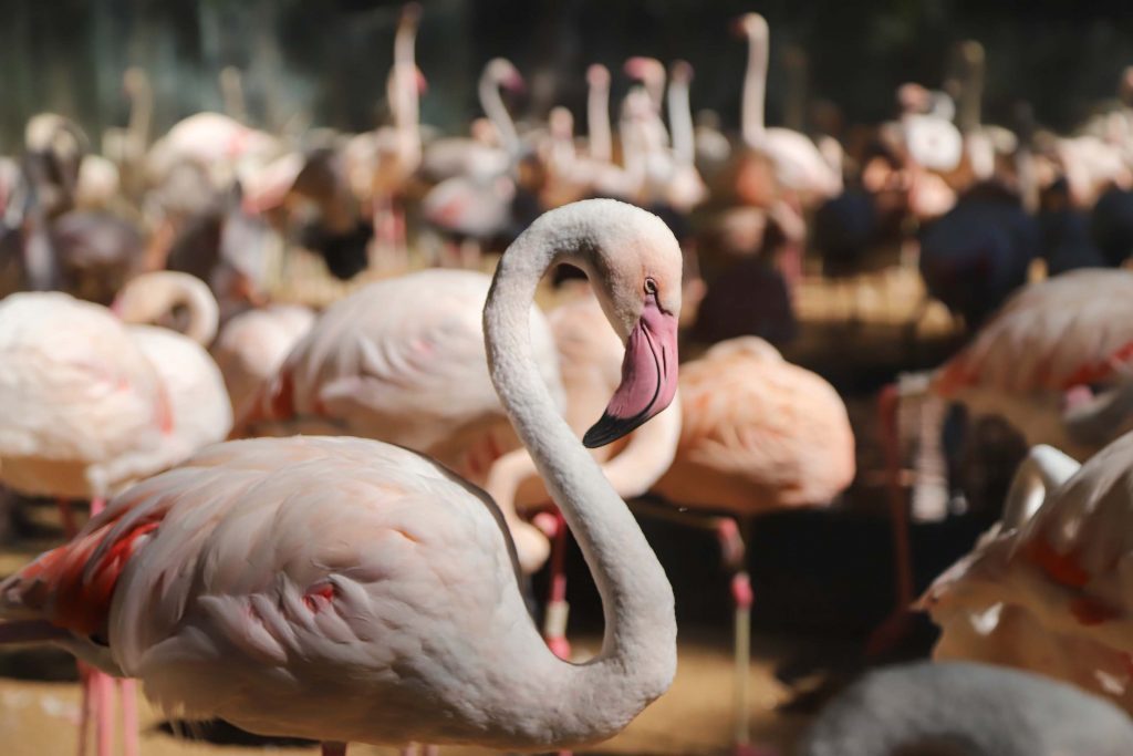 Parque das aves é um dos destinos do PR em destaque (Foto: AENPr)