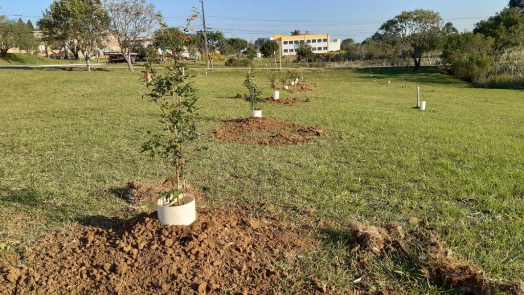 Árvores que tinham eminência de cair foram retiradas (Foto: Ascom/Unicentro)