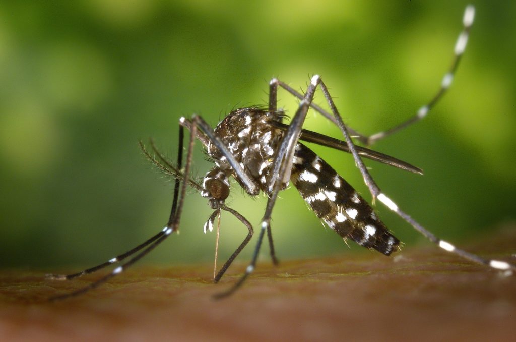 Guarapuava já registrou 113 focos do mosquito da dengue em 2021
