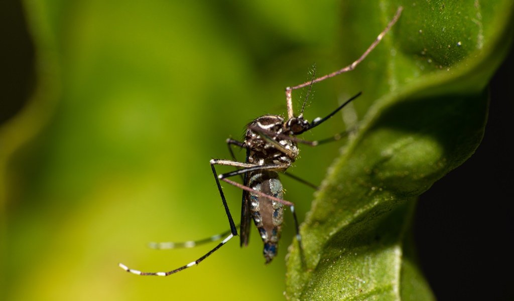 Dengue - mosquito aedes aegypti