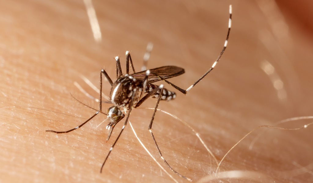 Dengue - mosquito aedes aegypti