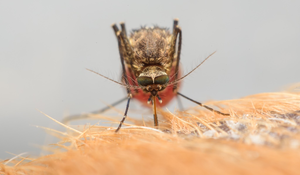 Dengue - mosquito aedes aegypti