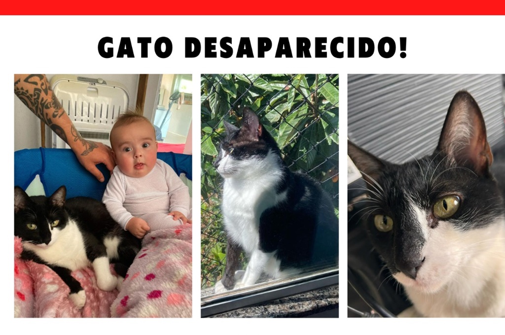 Mimoso sumiu nas proximidades da Havan e do Atacadão. Informações sobre o paradeiro do gato podem ser repassadas pelo (42) 9 9914-3410