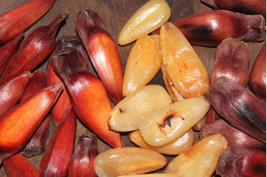 pinhão