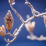 geada inverno