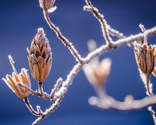 geada inverno