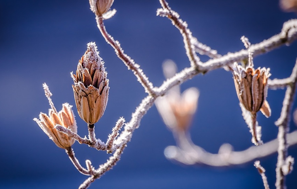 geada inverno