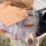 cachorro no lixo