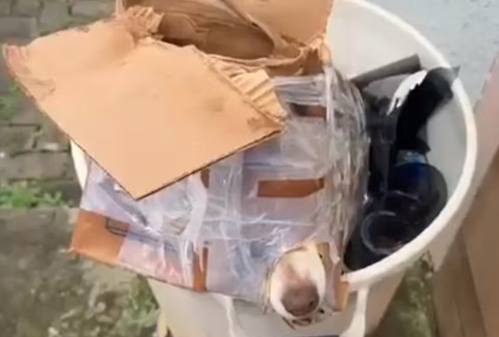 cachorro no lixo